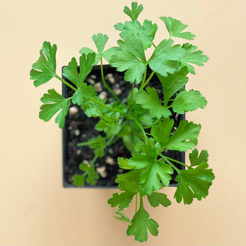 Parsley, Giant of Italy