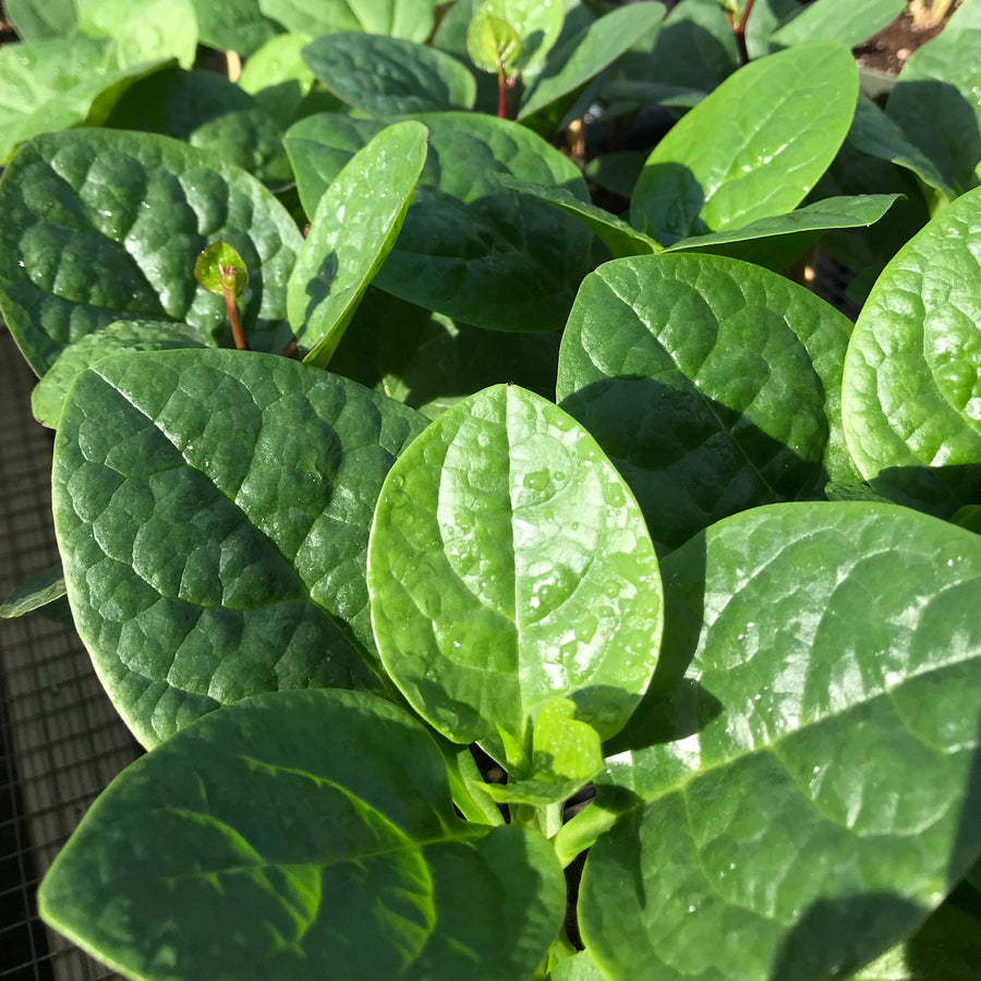 Spinach, Green Malabar