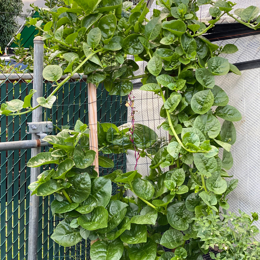 Spinach, Green Malabar