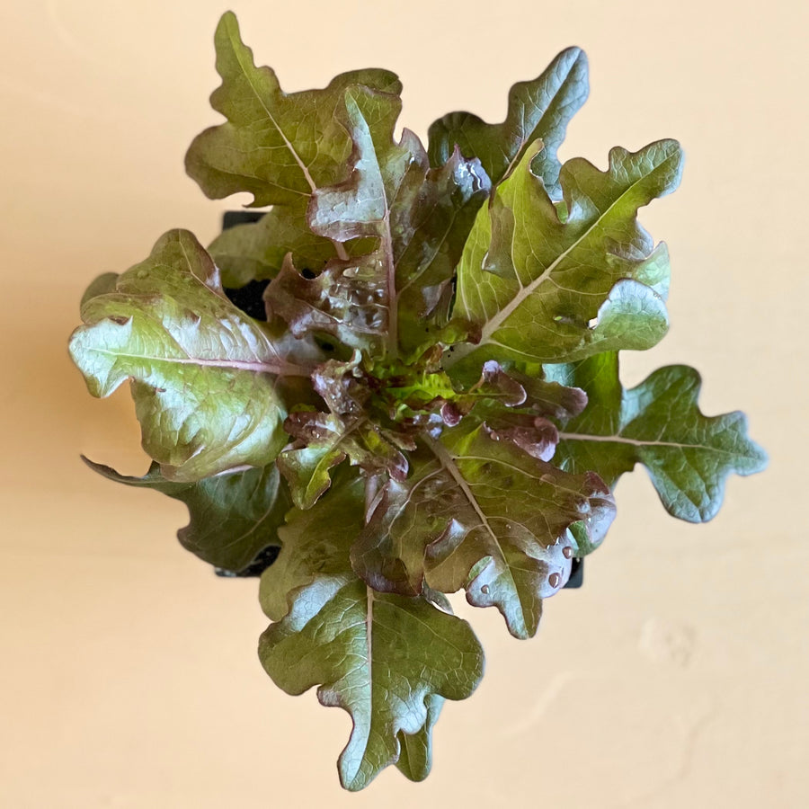 Lettuce, Bronze Beauty (Loose-leaf)