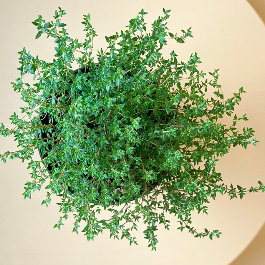 Thyme, Summer (French)