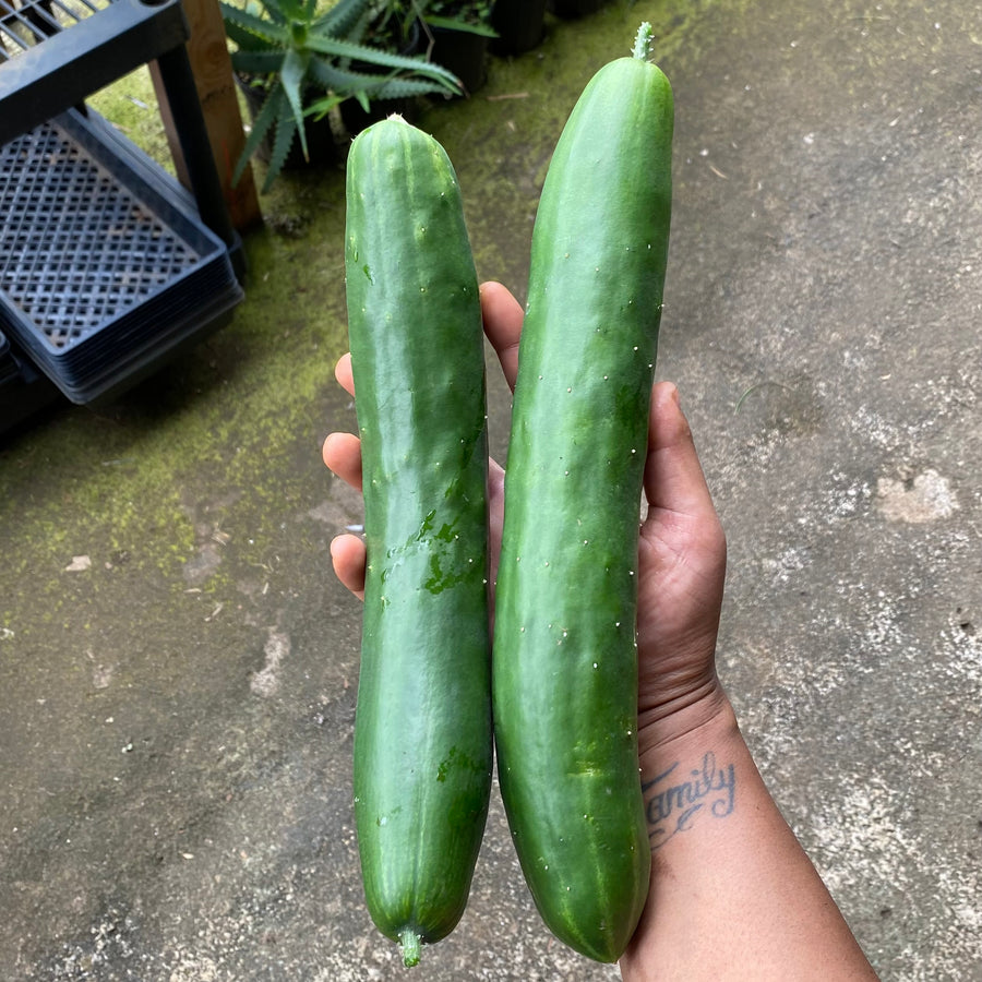 Cucumber, Japanese Soarer
